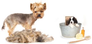 How to Treat Hair Loss in Dogs