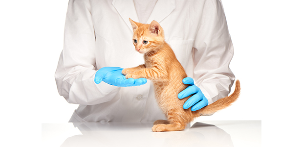 Renal Failure in Cats