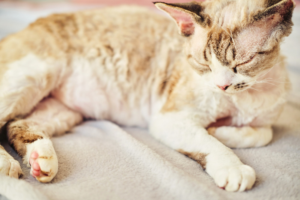 Cancer Symptoms in Cats