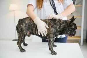 Pyoderma in Dogs - Symptoms, Treatment, and Prevention