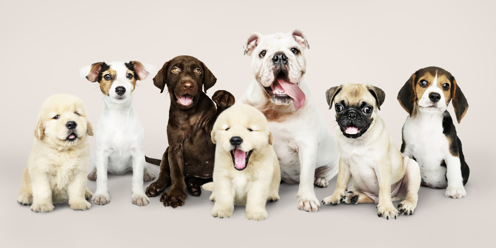Top Healthiest Dog Breeds Wellness and Longevity