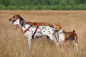 A variety of hunting dog breeds showcasing their skills in natural settings