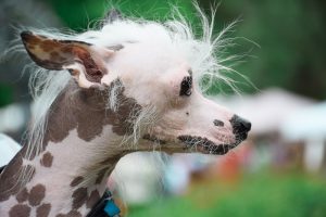Alopecia X in Dogs