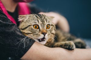 Anxiety in Cats