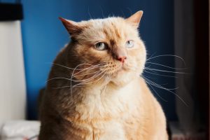 Cognitive Dysfunction Syndrome (CDS) in cats
