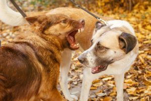 Comprehensive Guide to Understanding Rabies in Dogs