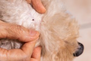 Flea Allergy Dermatitis in Dogs