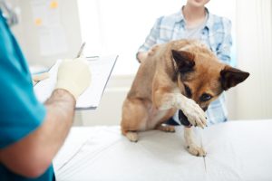 Hepatitis in Dogs - Understanding Causes, Symptoms, and Treatment