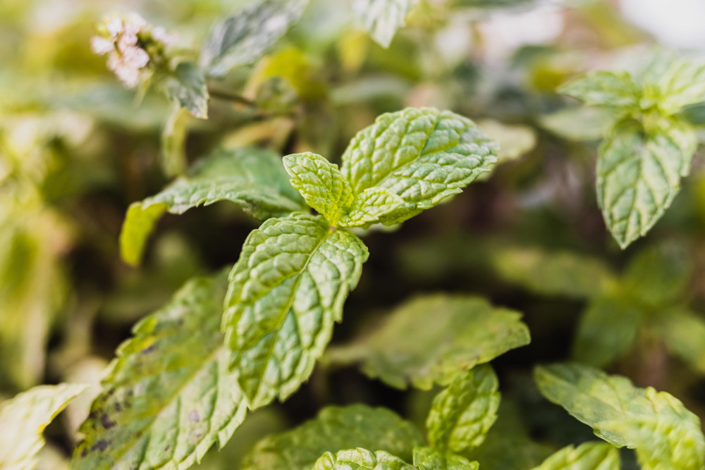 Peppermint - Gastro Relief