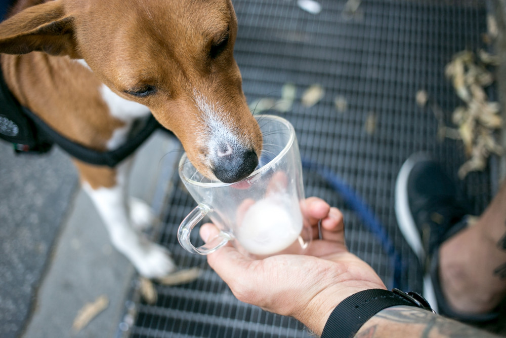 Signs of Lactose Intolerance in Dogs