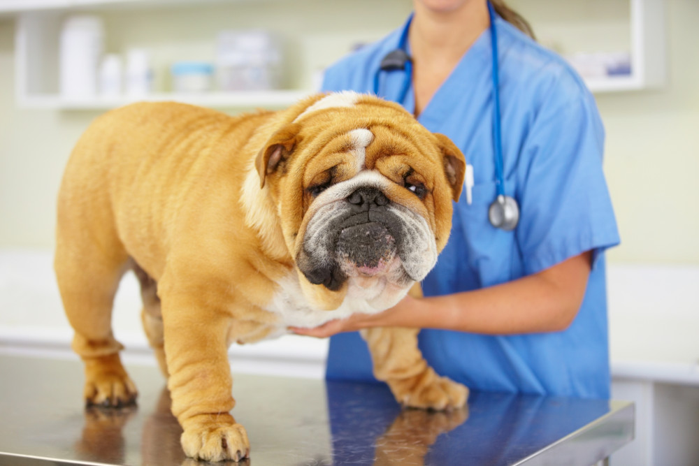 Symptoms of Testicular Cancer in Dogs