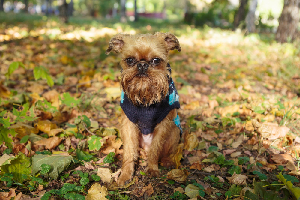 The Perpetual Puppy - Brussels Griffon