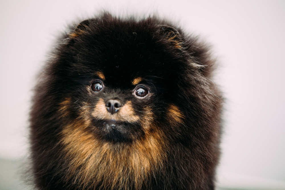 The Pint-Sized Poof - Pomeranian