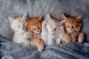 Why Do Kittens Sleep So Much