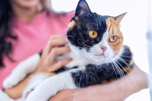 fibrosarcoma in cats