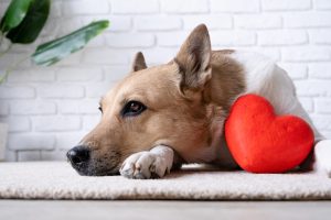 heart disease in dogs