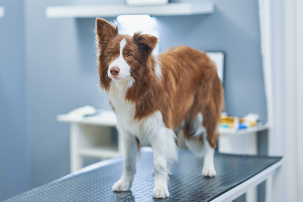 Understanding Inflammatory Bowel Disease in Dogs Comprehensive Guide