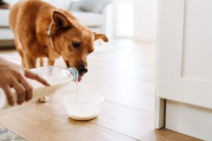 A dog looking curiously at a bowl of milk, symbolizing lactose intolerance in pets.