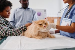 leukemia in cats