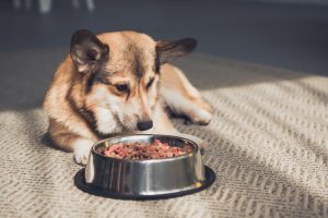 low sodium dog food guide