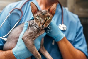 mast cell tumor in cats