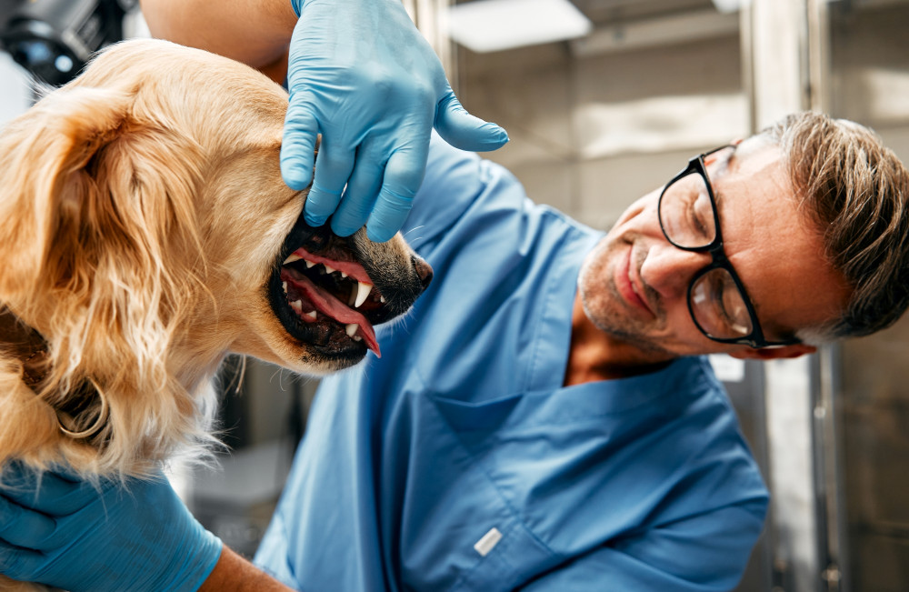 A vet examining a dog for signs of melanoma, highlighting the importance of early detection