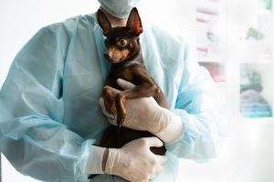 Veterinarian performing orchiectomy on a dog in a clinical setting