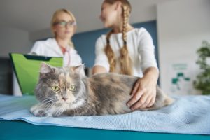 osteosarcoma in cats
