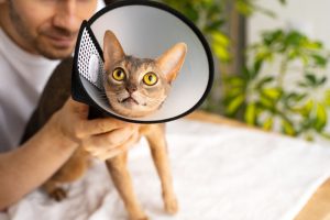 spaying a cat guide
