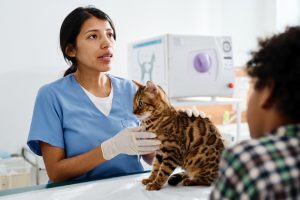 testicular cancer in cats