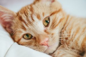 uterine cancer in cats