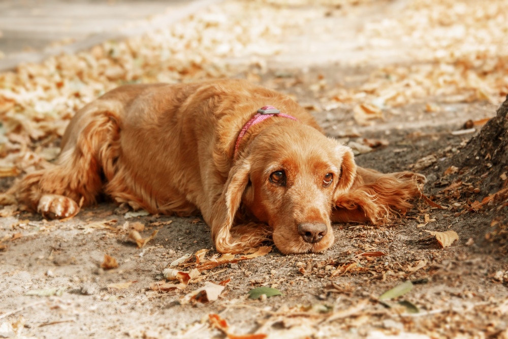 uterine cancer in dogs