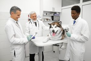 white coat syndrome in dogs